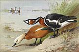 Famous Red Paintings - Ruddy Shelduck and Red Breasted Goose